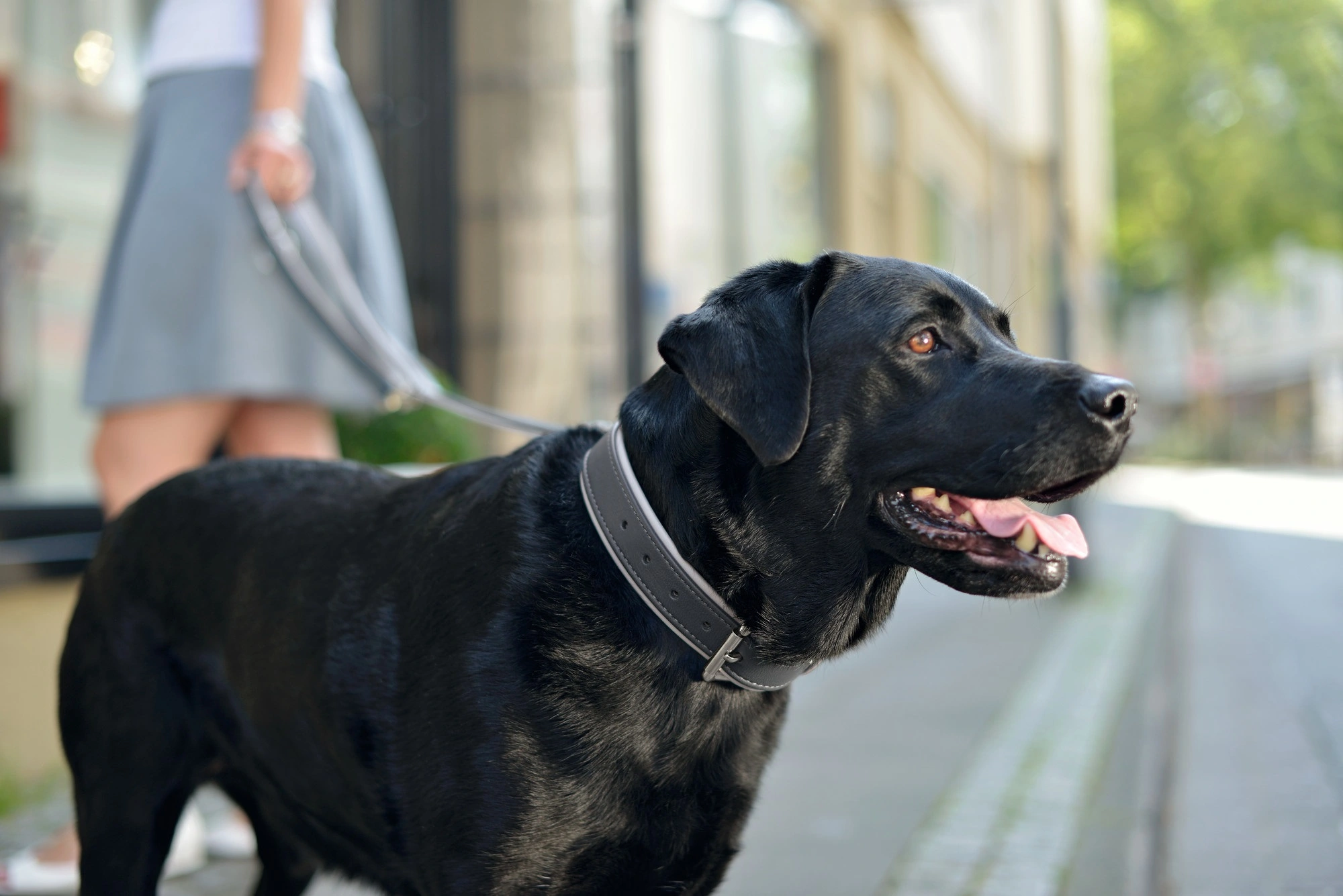 Hunter Hundehalsbånd læder Canada Elg Grå 30 - 21-25 cm